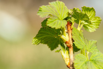 young green shoots of the currant in garden