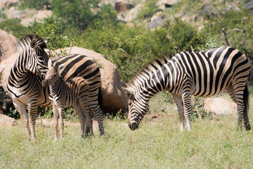 Fototapeta na wymiar Zebra with calf and bull