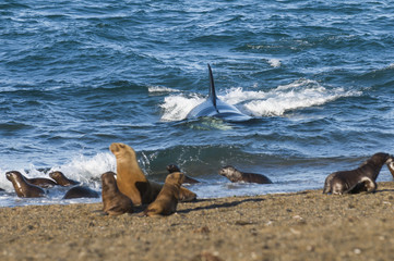 Naklejka premium Orki polują na lwy morskie, Patagonia, Argentyna