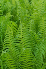 fern green nature