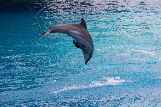 Dolphin jumping-2