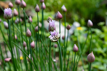 Purple blooming chives in a herbal garden 