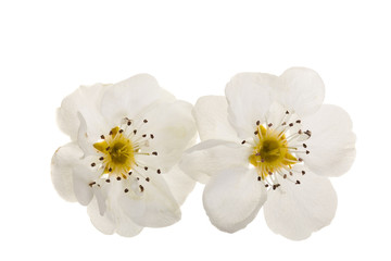 Fototapeta na wymiar pear flowers isolated on white background. Top view. Flat lay. Set or collection