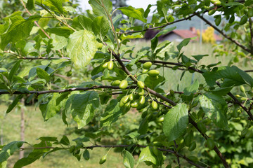 Young plum tree with unripe green plums in an orchard