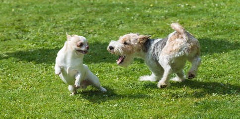 Chihuahua et Fox Terrier qui jouent