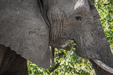 closeup on elephant