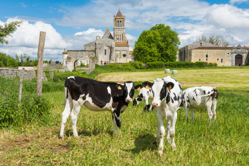 Vaches devant l'abbaye de Sablonceaux (Charente maritime)