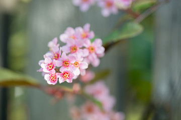 Pink flowers on the bush over blurred background.