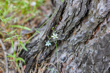 Summer background. A small white flower on a rough, bark background.