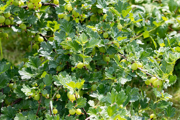 Gooseberry bush in the garden with green gooseberry fruits