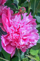 Lush pink peony flower blooms in the garden.