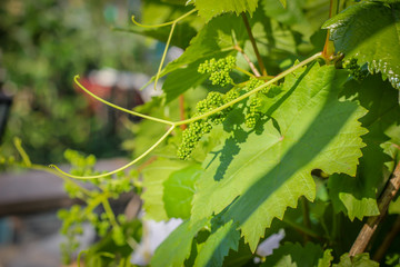 Young green grapes. Grape ovary is a new bunch.