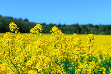 Obraz premium Blooming field of yellow rapeseed.