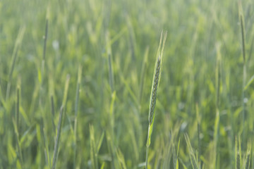 Green Rice Field with white sky background