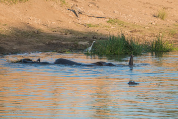 Fototapeta premium Elephant swimming and talking breath