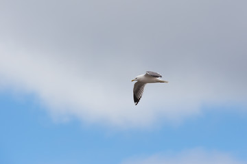 Seagull flying in the sky