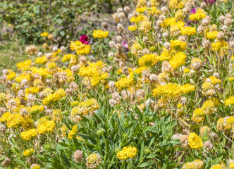 Fototapeta premium Beautiful Natural Yellow Flowers in The Garden