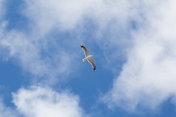 Seagull hovering in the sky
