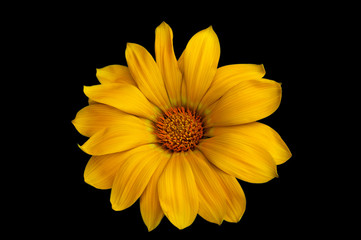 Flower of dimorphoteka (marigold, chamomile) with bright yellow petals on a black background.