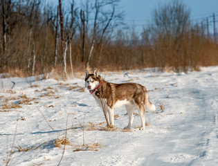 Весна на Камчатке. Раздолье для хаски