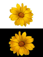 Two flowers of a yellow daisy (marigold, dimorphoteka), from above - cut out on a white background, from below - on black.