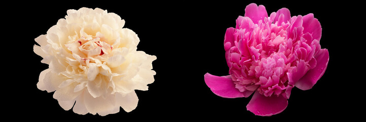 Two large peony flowers with white and pink petals isolated on white background.