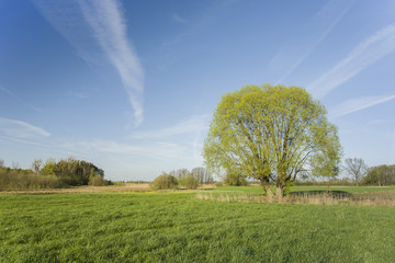 Large willow in the meadow and blue sky, spring view
