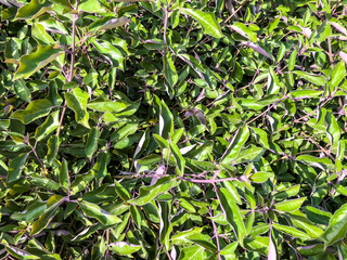 Fototapeta premium Spring green leaves on the tree in Israel. Close up shot.