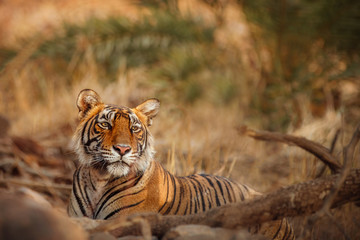 Beautiful tigress in the nature habitat. Tiger rest during the golden light time. Wildlife scene with danger animal. Hot summer in India. Dry area with beautiful indian tiger, Panthera tigris