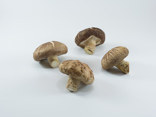 Fresh Shiitake mushroom on the White background.