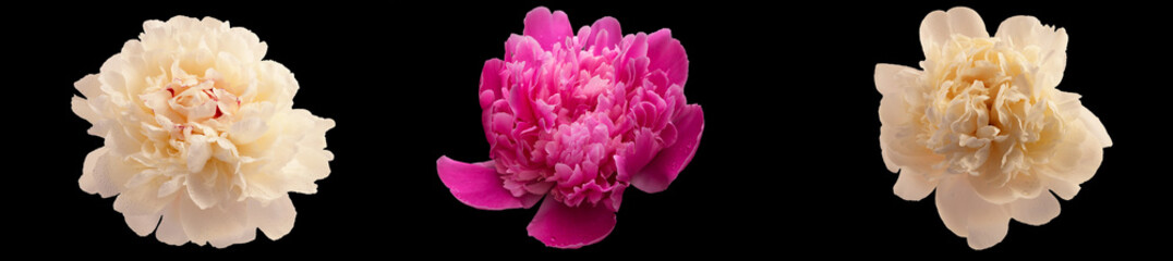 Three peony flowers during active flowering on a black background, two white and one pink.