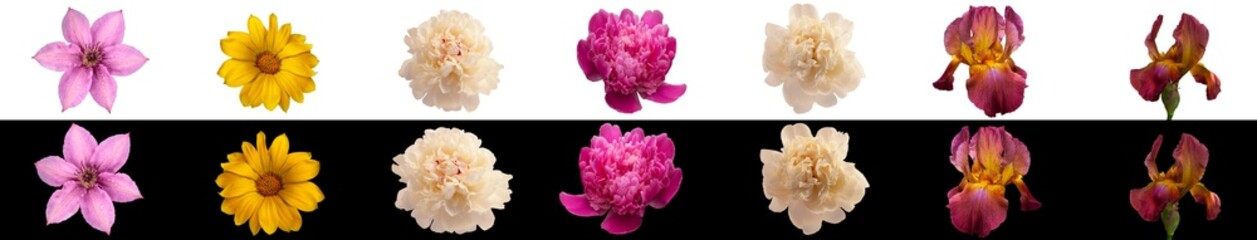 Two rows of clematis, chamomile (dimorphoteka), white peony, pink peony, iris, isolated on white and black background