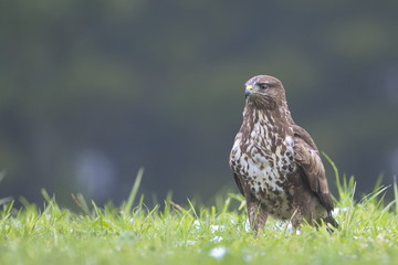Common Buzard (Buteo buteo) in the field.