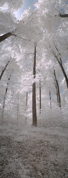 Trees in infrared - Germany - Schleswig Holstein