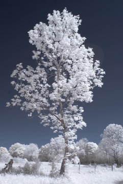 Trees in infrared - Germany - Schleswig Holstein