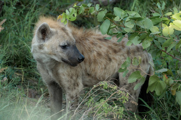 Obraz premium Spotted Hyena waiting to Play