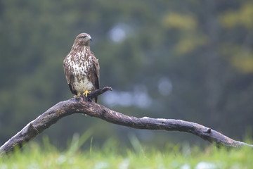 Common Buzard (Buteo buteo) in the field.