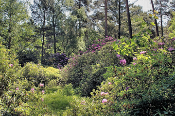 Rhododendronblüte