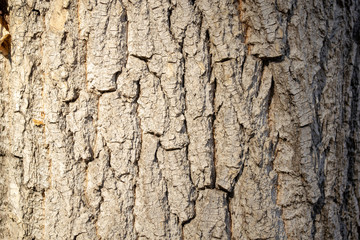 the texture of the bark of a poplar grey