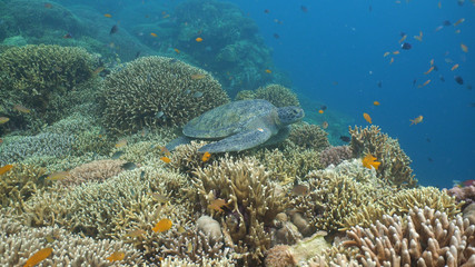 Sea turtle swimming underwater over corals. Sea turtle moves its flippers in the ocean under water. Wonderful and beautiful underwater world. Diving and snorkeling in the tropical sea. Philippines.