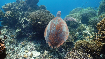 Sea turtle swimming underwater over corals. Sea turtle moves its flippers in the ocean under water. Wonderful and beautiful underwater world. Diving and snorkeling in the tropical sea. Philippines.