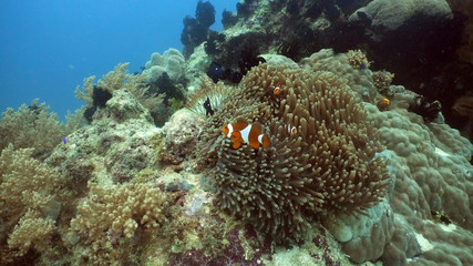 Naklejka na ściany i meble Clown Anemonefish, in their Sea Anemone. Amphiprion percula.Underwater coral garden with anemone and a pair of yellow clownfish. Clown Anemonefish, swimming among the tentacles of its anemone home