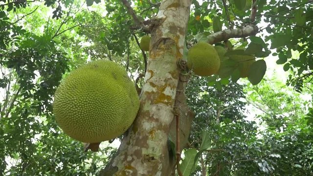 a dolly shot Jackfruit inthe garden