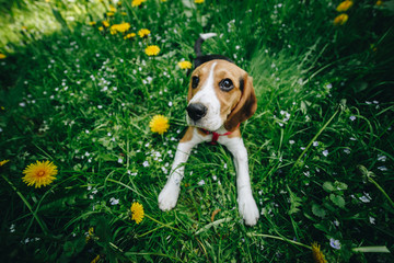 Top view shot of cute little beagle dog lying on the green grass with yellow flowers on the meadow...