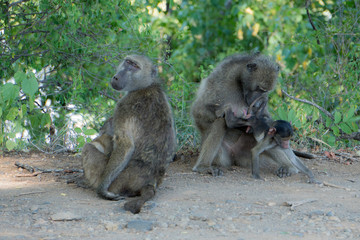 Mother baboon cleaning baby 