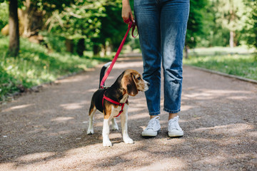 Cute little beagle dog with woman legs in blue jeans. Woman walking with little beagle dog in the park on the asphalt pathway.
