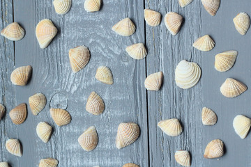 lots of small seashells on light wooden background