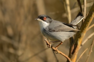 Sardinian Warbler (Sylvia melanocephala) perched on a branch in a bush