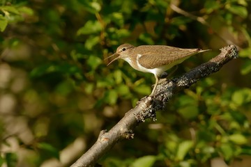 Common Sandpiper - Actitis hypoleucos on the branch before the bush