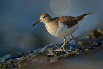 Common Sandpiper - Actitis hypoleucos on the shore
